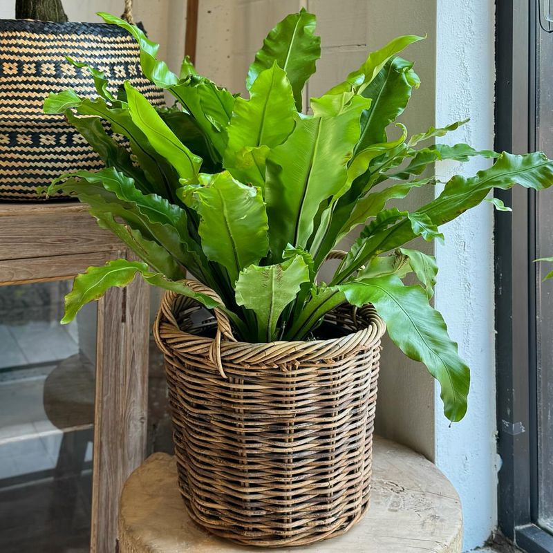 Bird’s Nest Fern