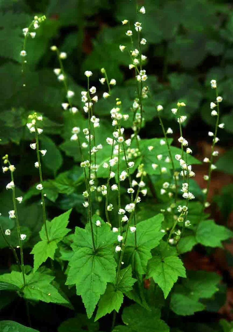 Bishop's Cap