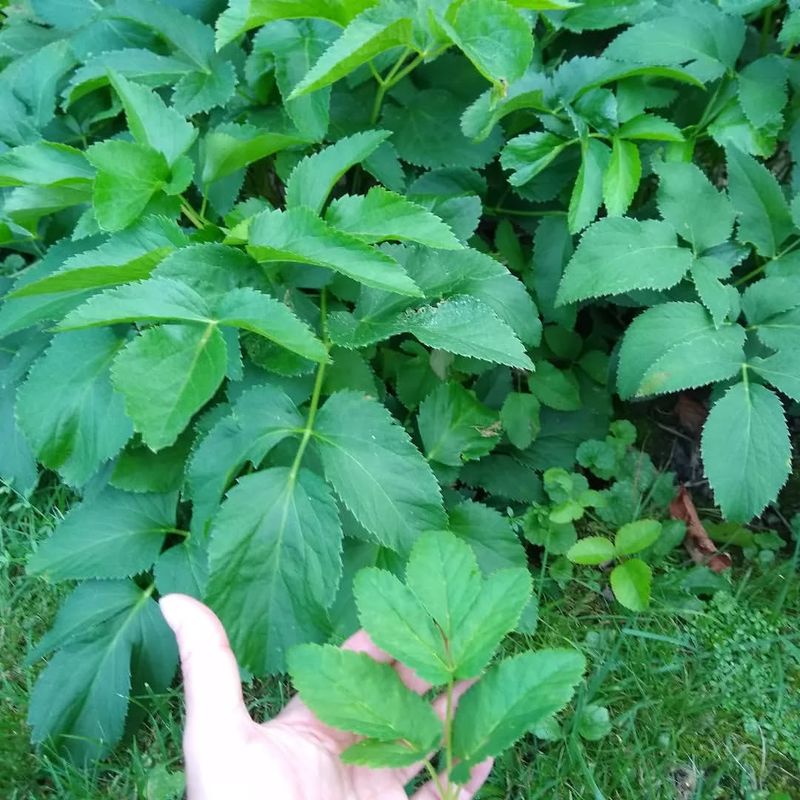 Bishop's Weed (Goutweed)