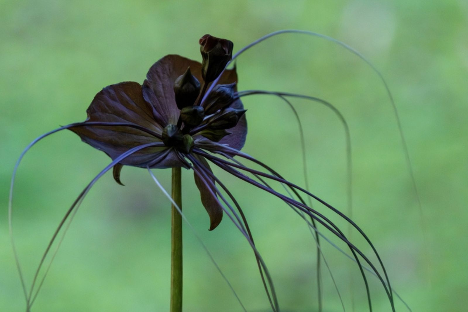 Black Bat Flower 