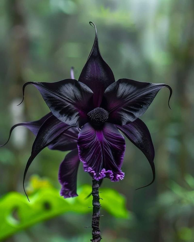 Black Bat Flower