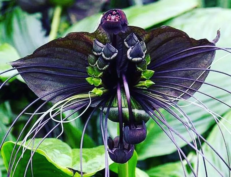 Black Bat Flower