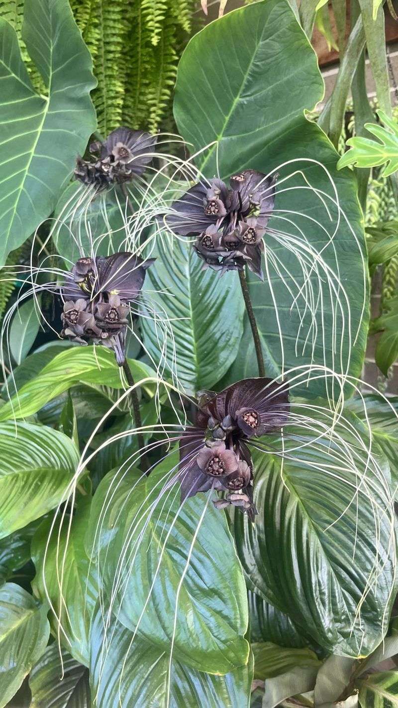 Black Bat Flower