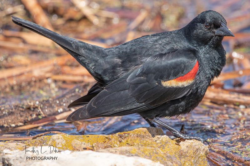 Black Cardinal