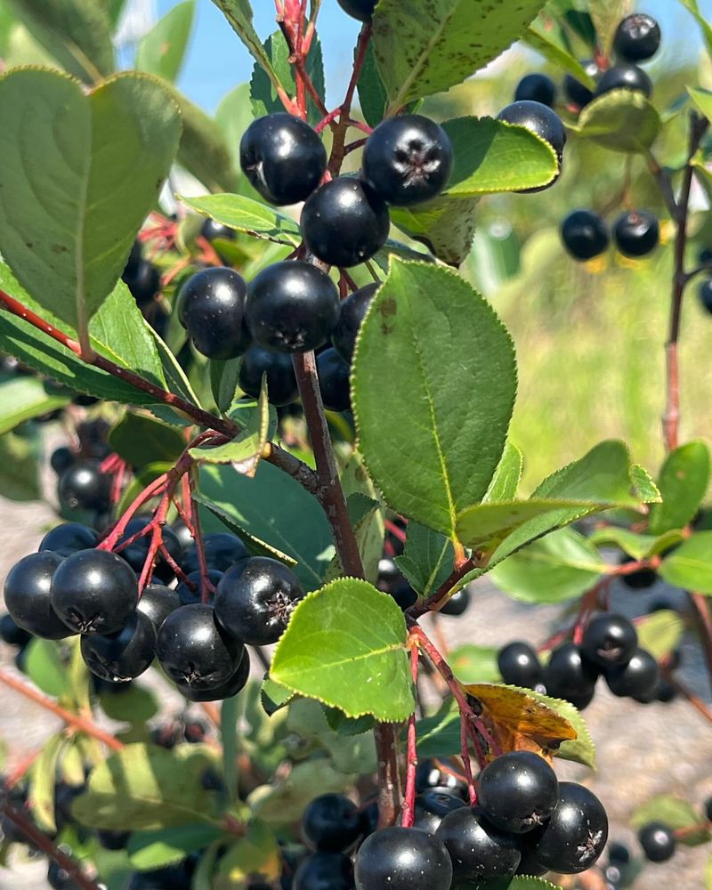 Black Chokeberry (Aronia melanocarpa)