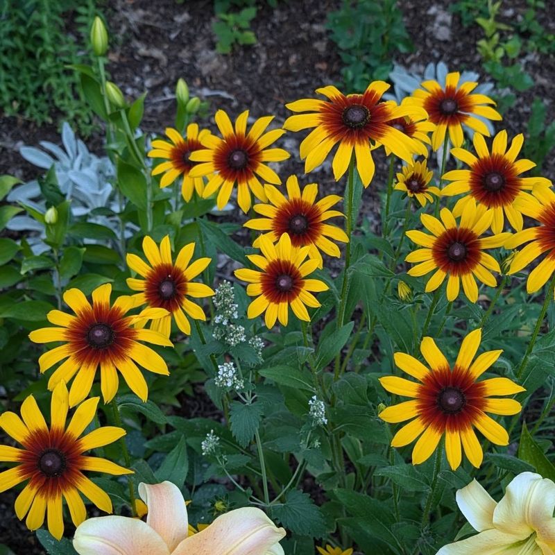 Black-Eyed Susan