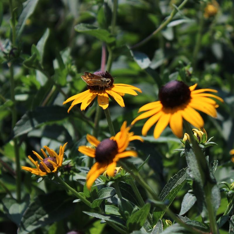 Black-Eyed Susan