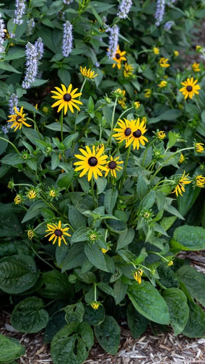 Black-Eyed Susan