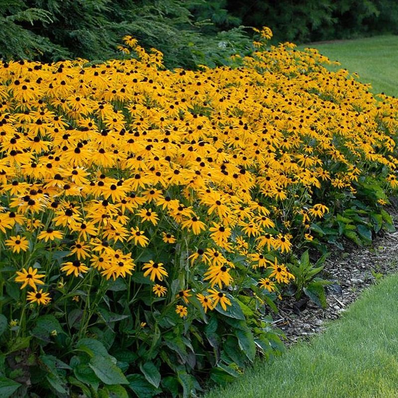 Black-Eyed Susan