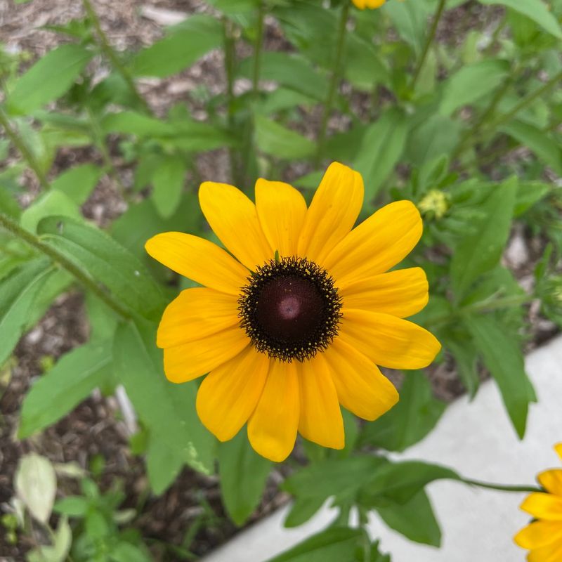 Black-Eyed Susan - Maryland