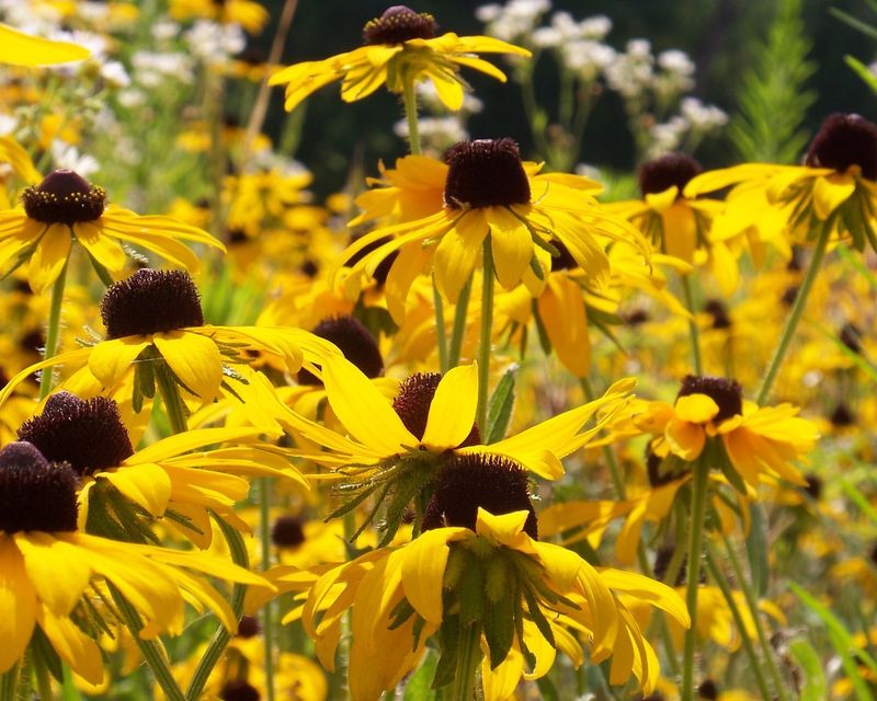 Black-Eyed Susan (Rudbeckia hirta)