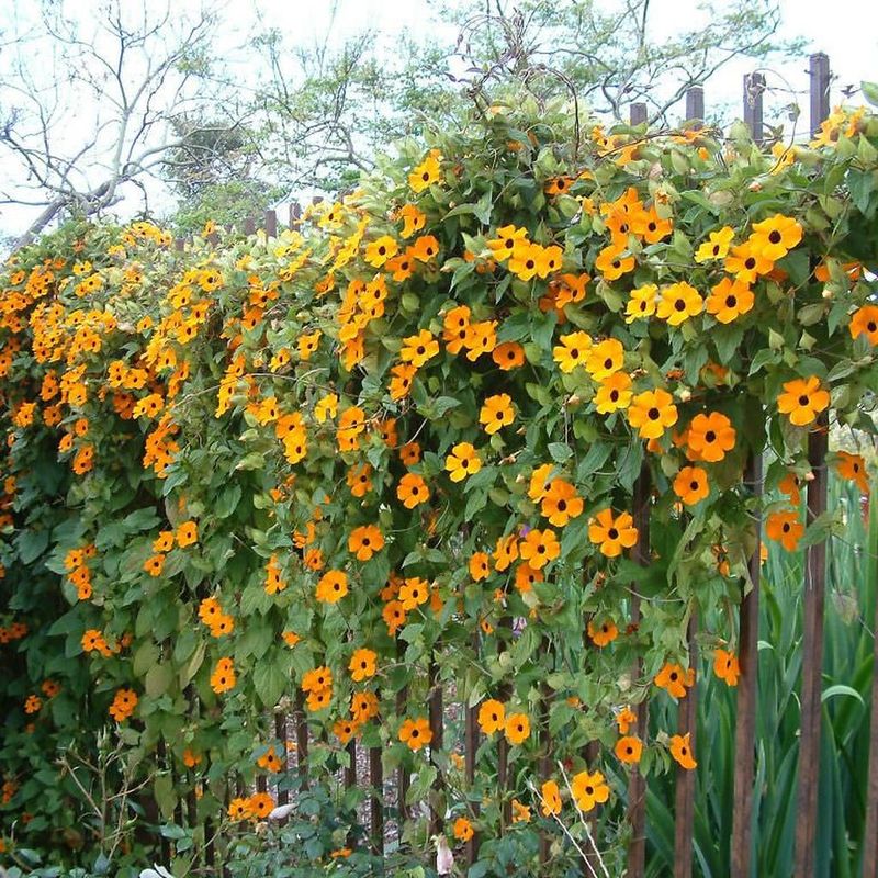 Black-Eyed Susan Vine