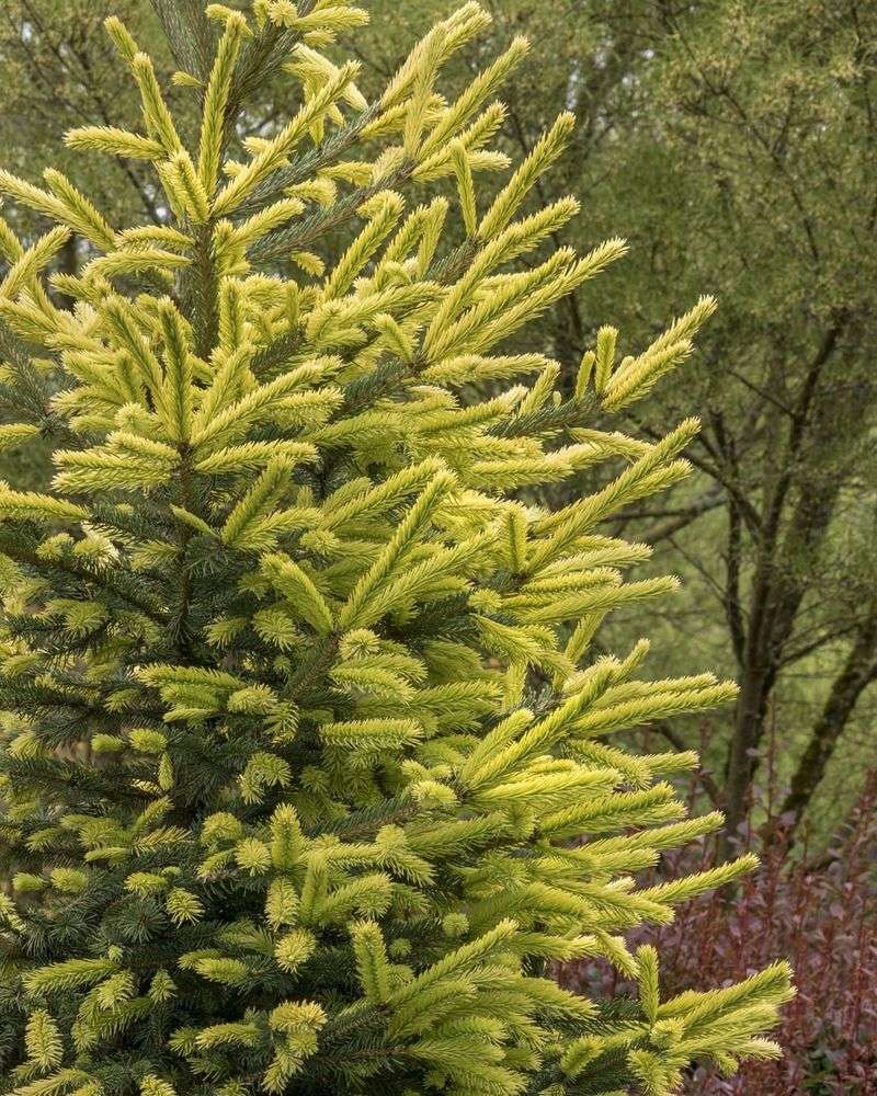 Black Hills Spruce