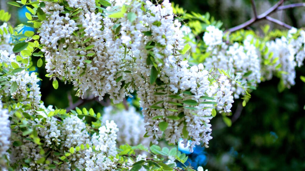 black locust