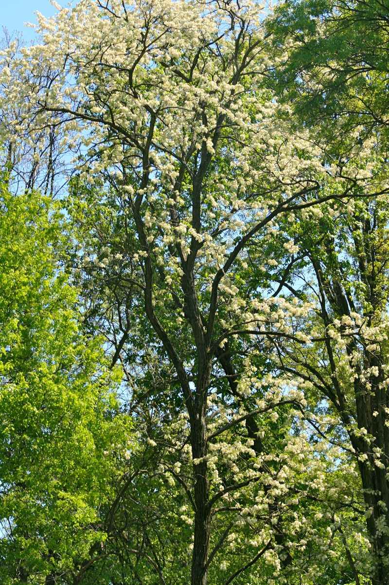 Black Locust