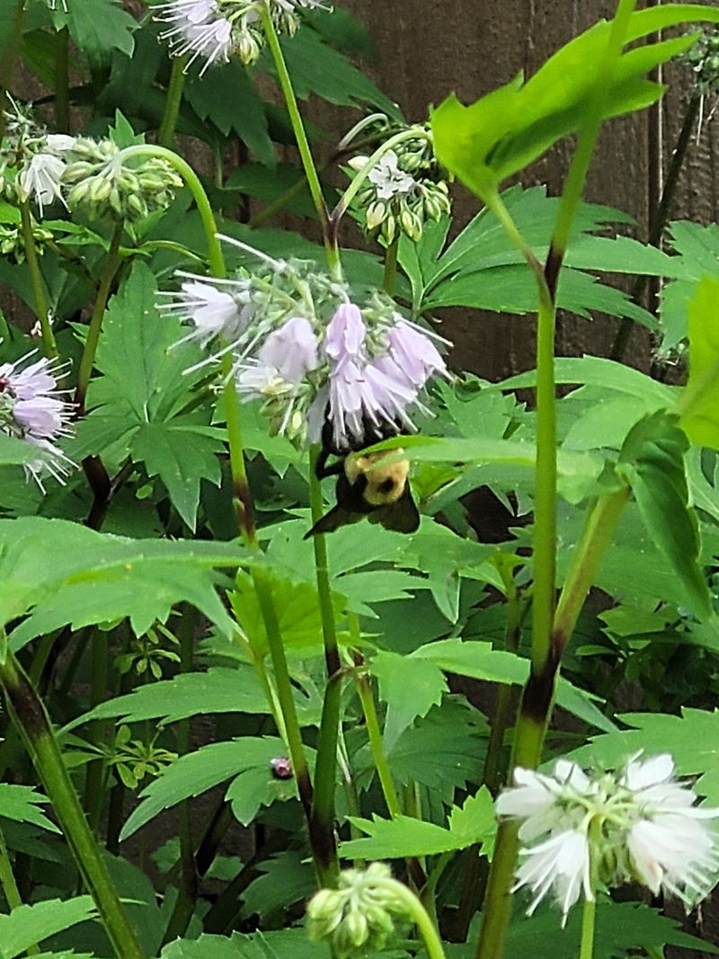 Black Snakeroot