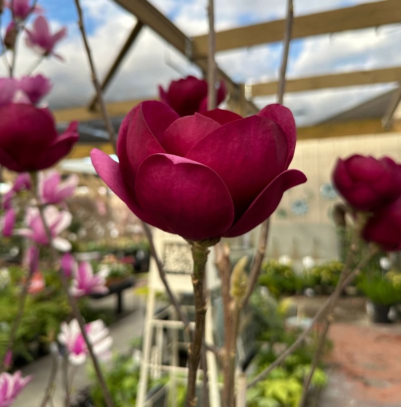 Black Tulip Magnolia