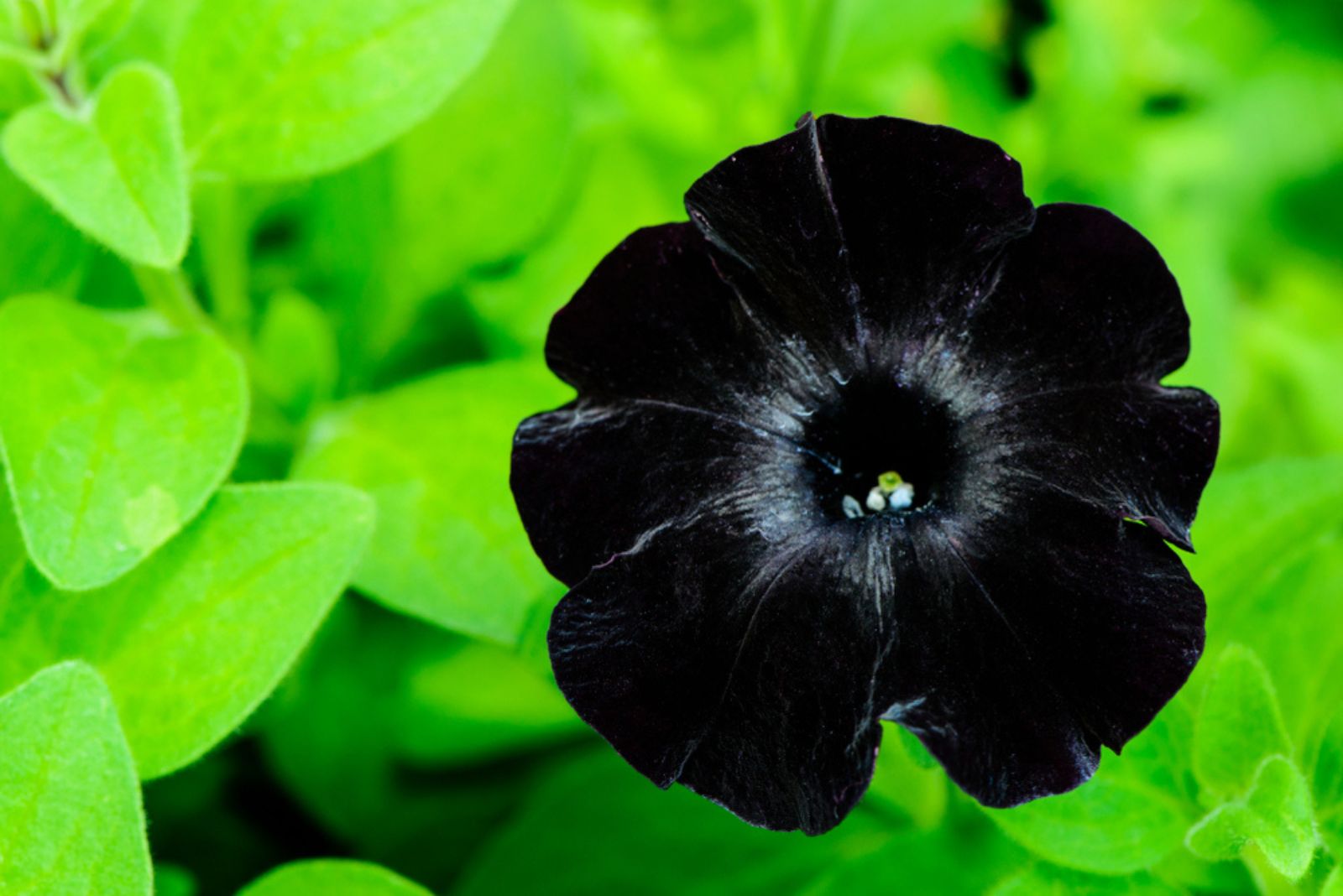 Black Velvet Petunia  