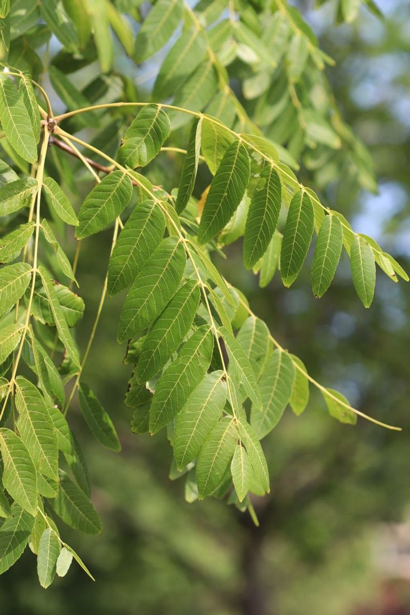 Black Walnut