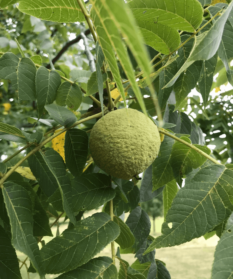 Black Walnut