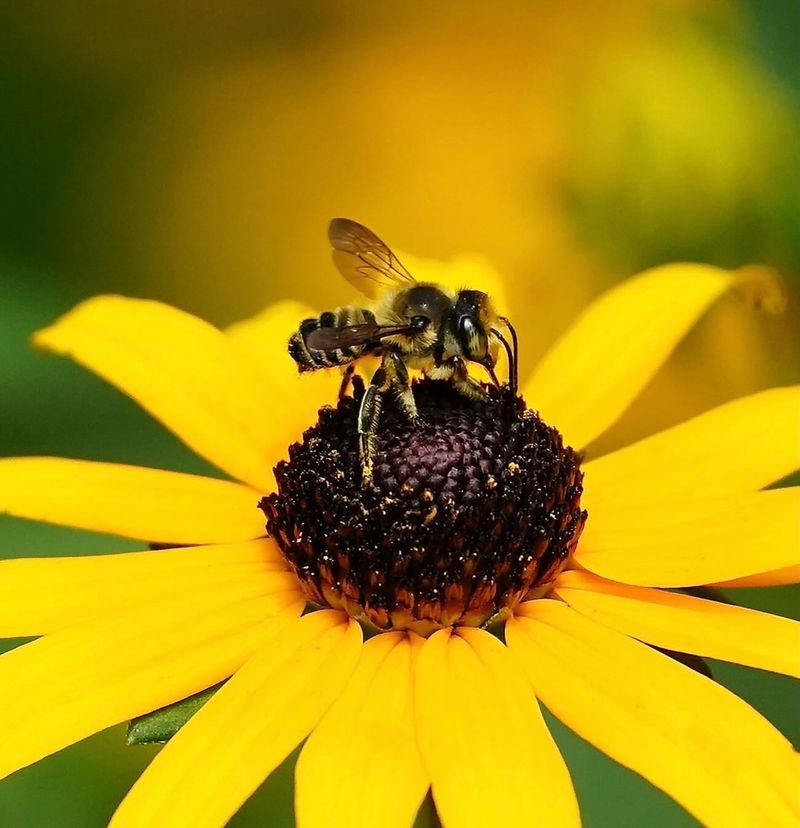 Black-eyed Susan