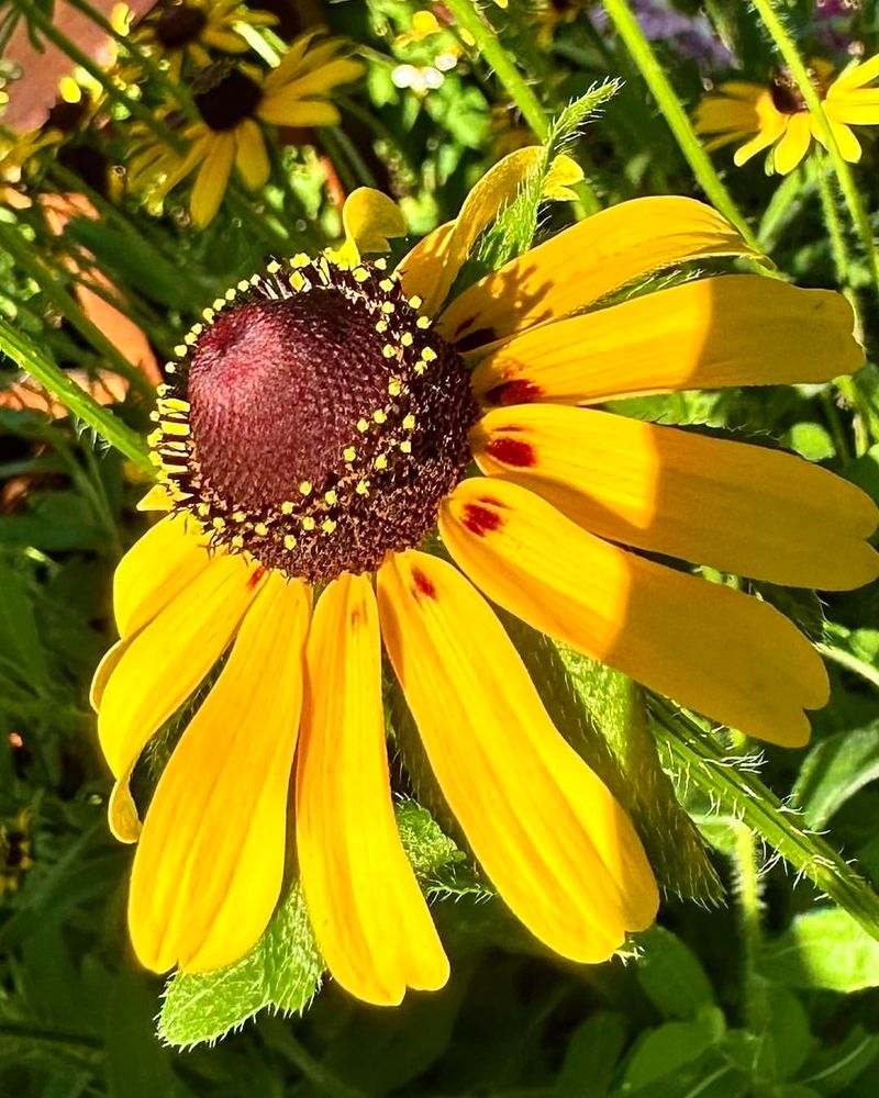 Black-eyed Susan