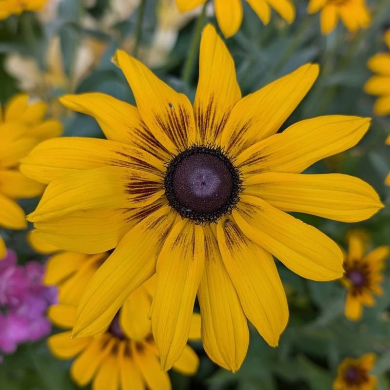 Black-eyed Susan