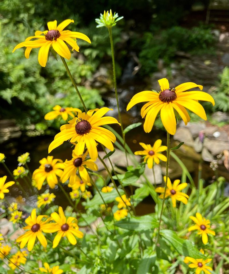 Black-eyed Susan (Rudbeckia hirta)