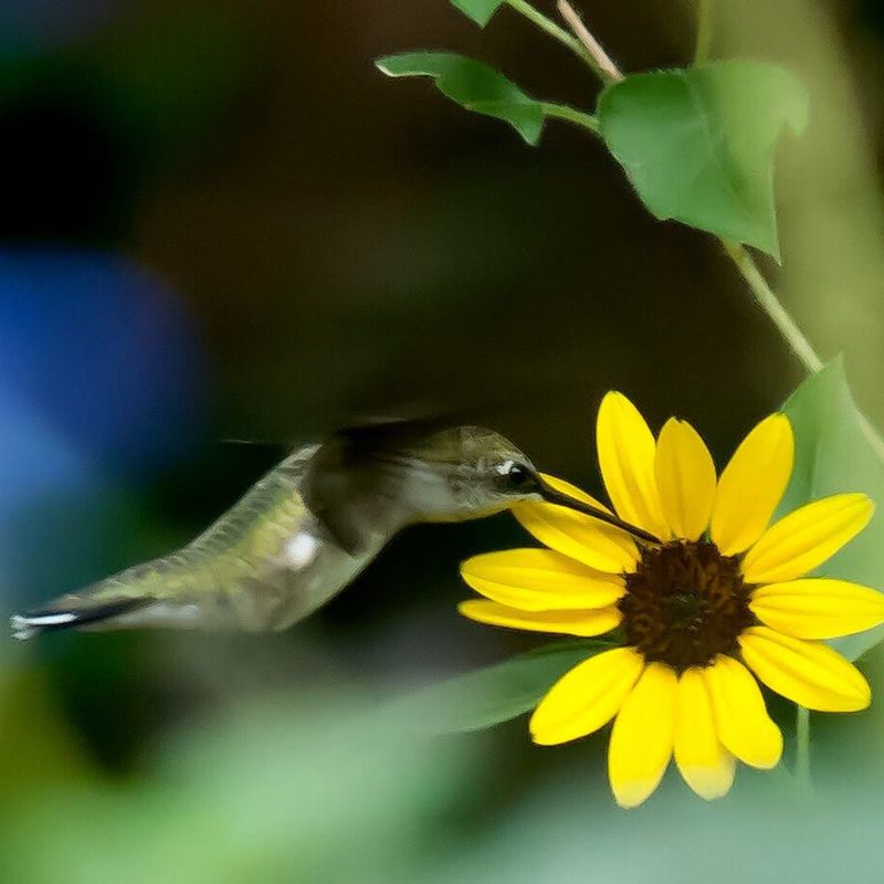 Black-eyed Susan Vine