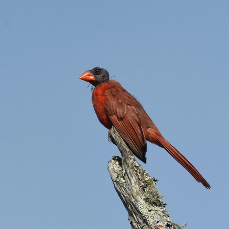 Black-headed Cardinal