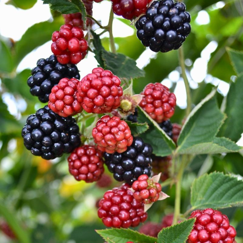 Blackberries