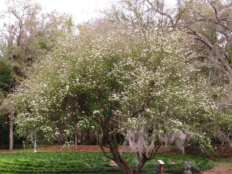 Blackhaw Viburnum