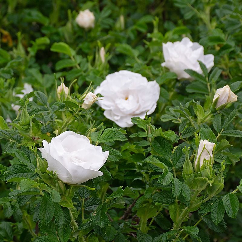 Blanc Double de Coubert