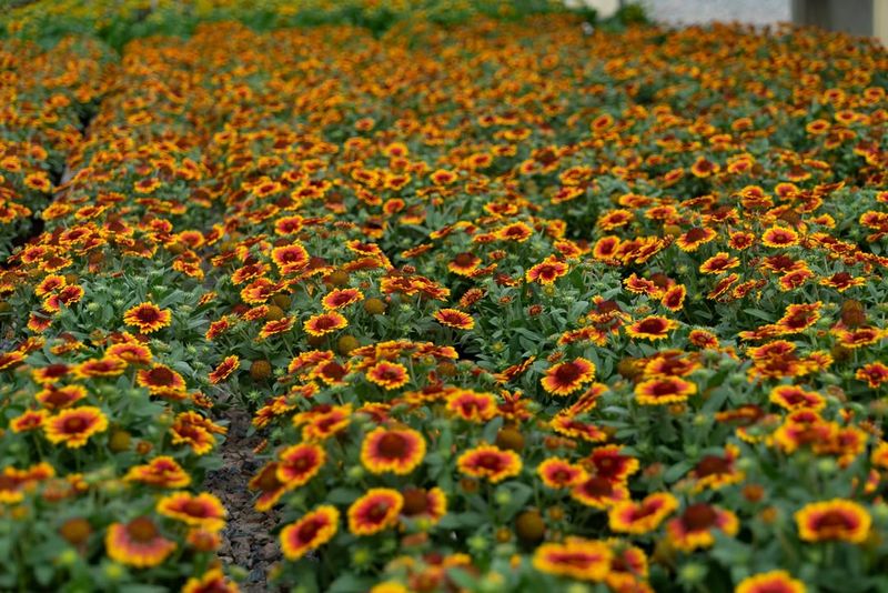 Blanket Flower