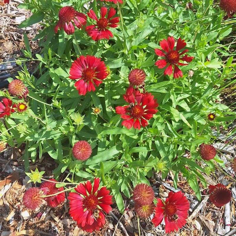 Blanket Flower