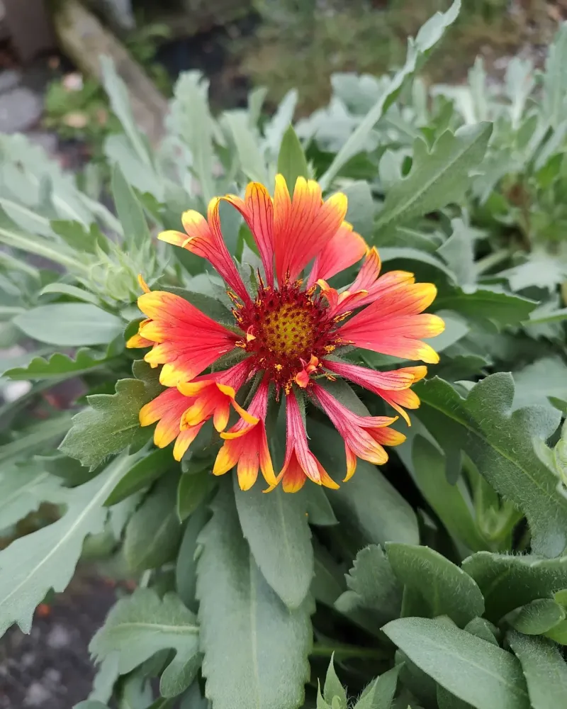 Blanket Flower (Gaillardia)