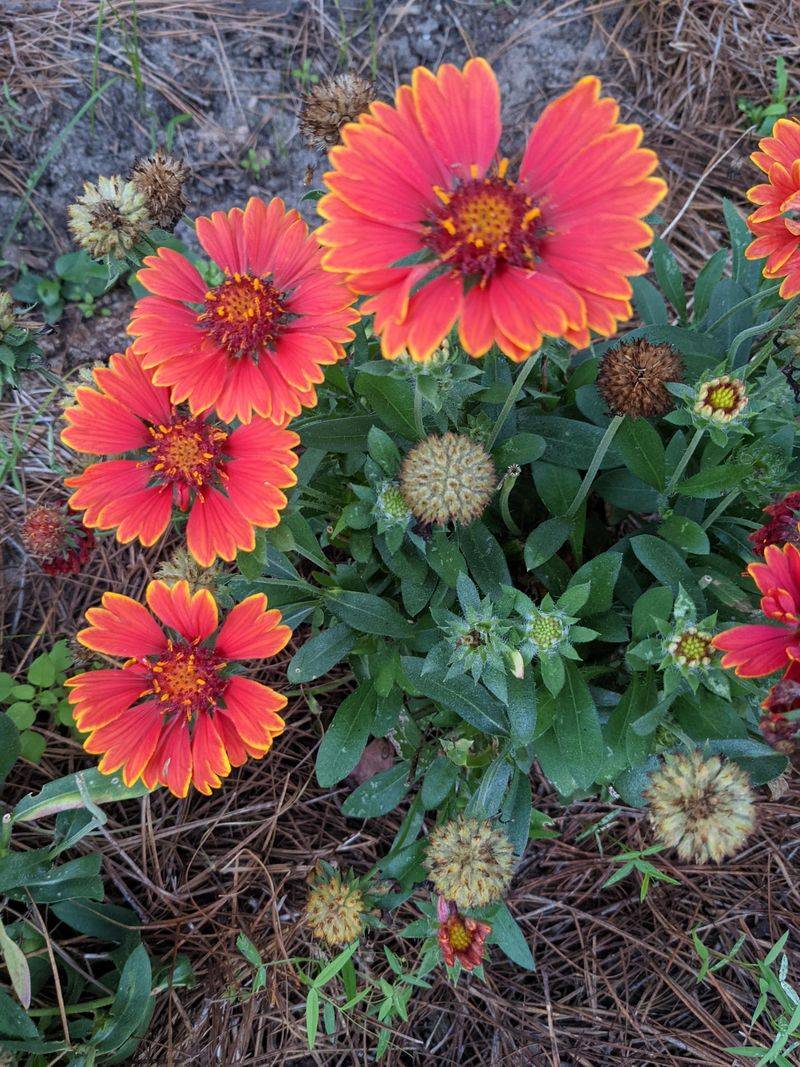 Blanket Flower