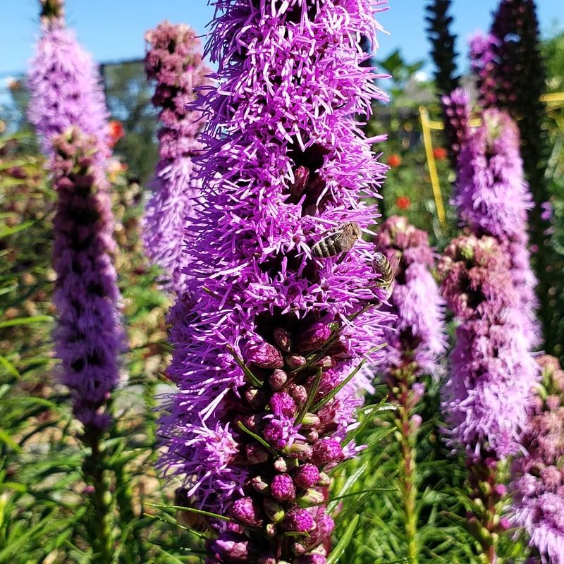 Blazing Star (Liatris spicata)