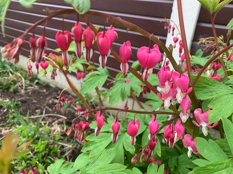 Bleeding Heart