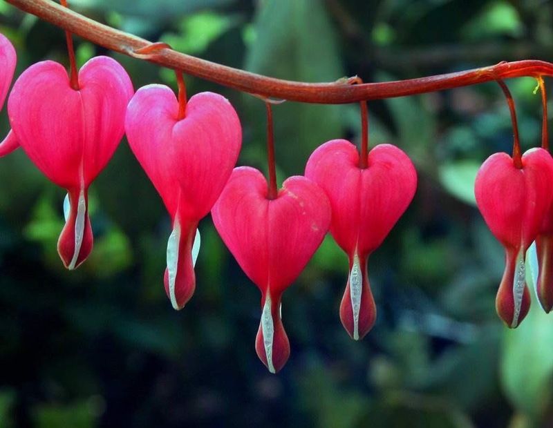 Bleeding Heart