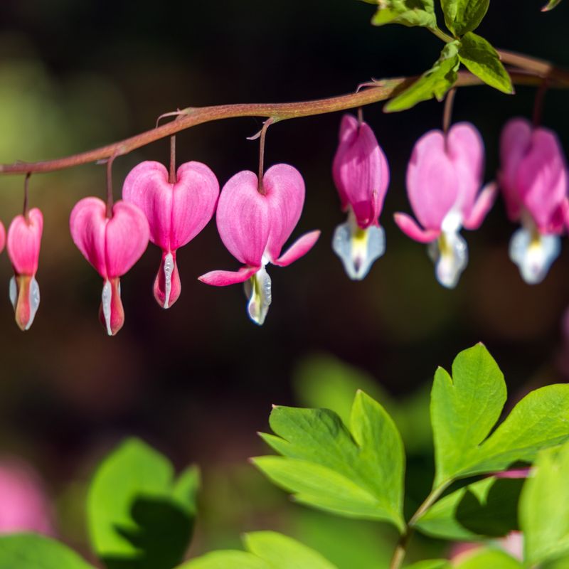 Bleeding Heart