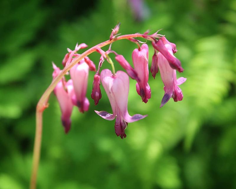 Bleeding Heart