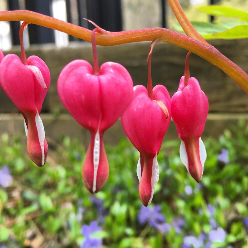 Bleeding Heart