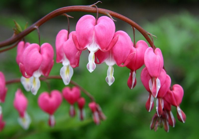 Bleeding Heart