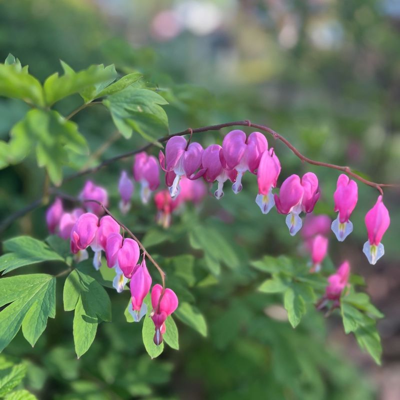 Bleeding Heart