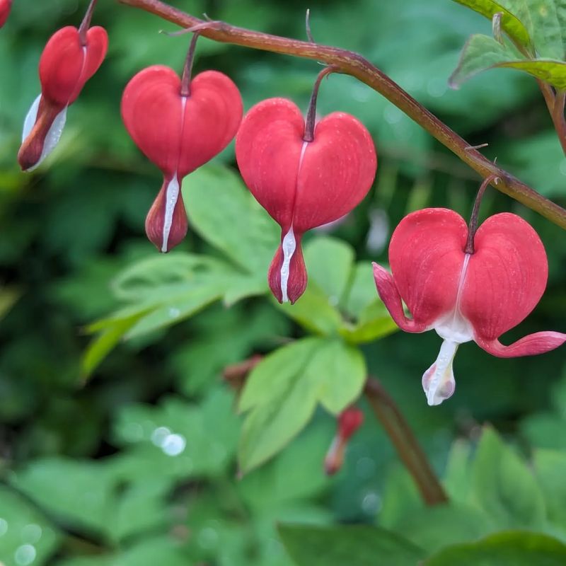 Bleeding Heart