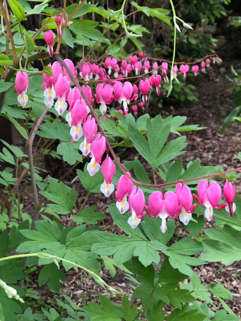 Bleeding Heart Beauty