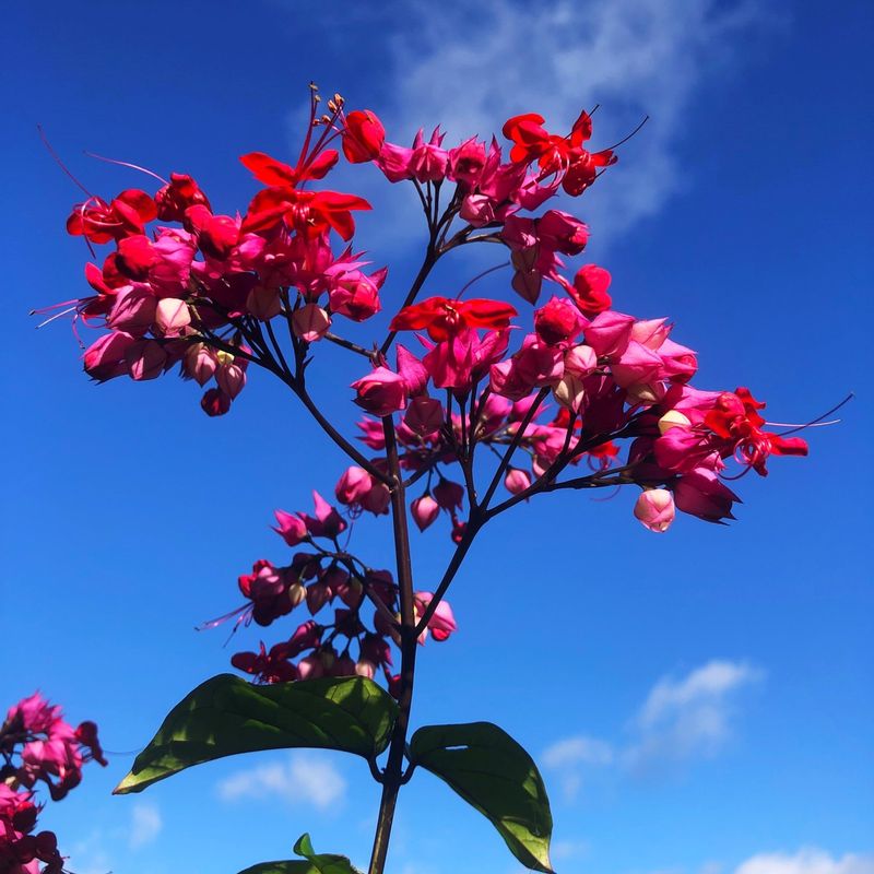 Bleeding Heart Vine