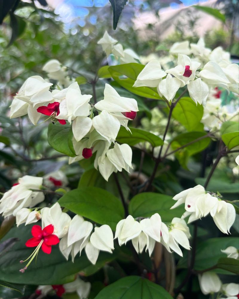 Bleeding Heart Vine