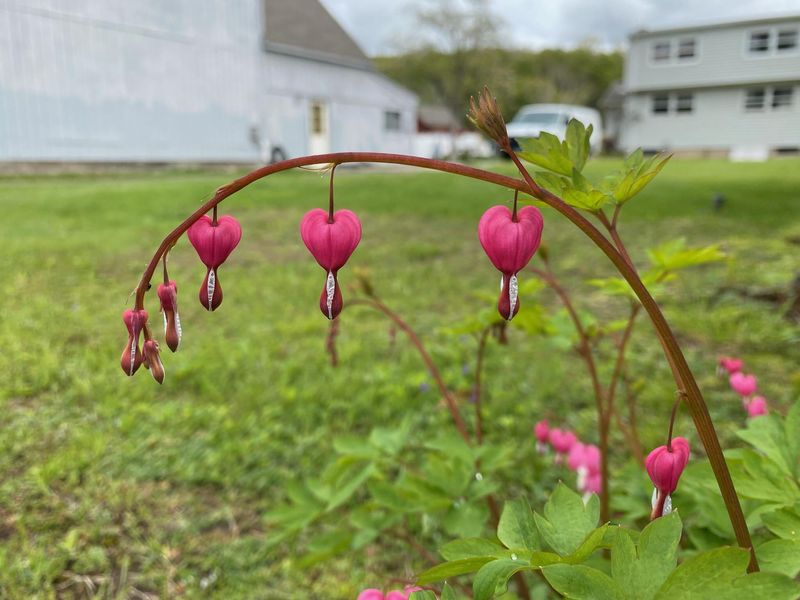 Bleeding Hearts